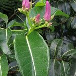 Cryptostegia madagascariensis Leaf