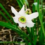 Narcissus poeticus Foglia