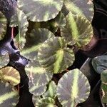 Begonia cleopatrae List