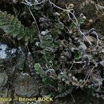Cosentinia vellea Libunga