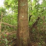 Calophyllum brasiliense Celota