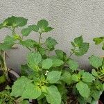 Solanum physalifolium Liść