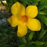 Allamanda cathartica फूल