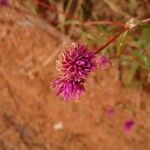 Gomphrena flaccida