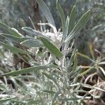 Artemisia cana 葉