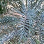 Encephalartos lehmannii ഇല