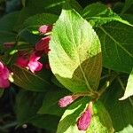 Weigela hortensis Leaf