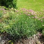 Centranthus lecoqii Habit