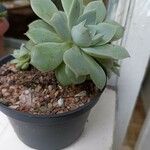 Echeveria elegans 叶