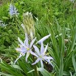 Camassia cusickii Flower
