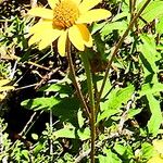 Heliopsis parvifolia Flower