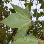 Platanus x hispanica Hoja