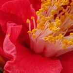 Camellia sasanqua Otro