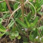 Veronica prostrata Blad