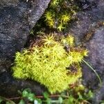 Utricularia minor Blatt