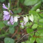 Polygala transcaucasica Blodyn