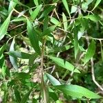Maytenus boaria Leaf