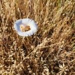 Calochortus venustus Flower