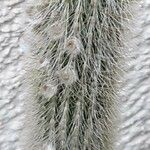Cleistocactus baumannii Blomst