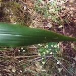 Cordyline mauritiana Φύλλο