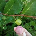 Chrysobalanus icaco Fruit