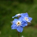 Myosotis arvensis Blomst