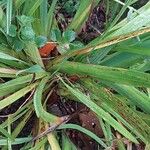 Hesperantha coccinea Bark