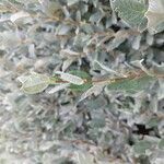 Salix lapponum Yaprak