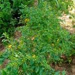 Capsicum frutescens Blad