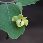 Monanthotaxis obovata Flower