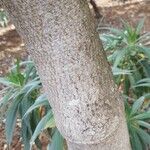 Euphorbia bourgeana 树皮