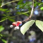Protium rhoifolium 果實