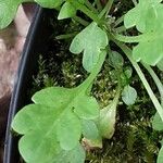 Papaver dubium Leaf