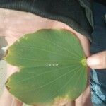 Bauhinia variegata Feuille