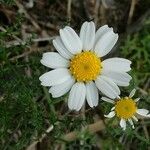 Leucanthemum graminifolium Flower