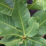 Garcinia pachyclada Folio