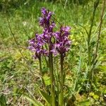 Dactylorhiza traunsteineri Kwiat