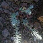 Euphorbia pithyusa Лист