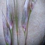 Deschampsia flexuosa Blüte