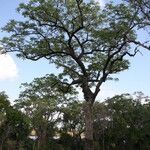 Sclerocarya birrea Хабит