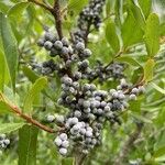 Morella cerifera Fruto