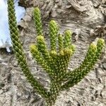 Araucaria columnaris Folla