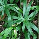 Cyperus laxus Yaprak