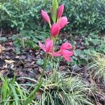 Hesperantha coccinea 花