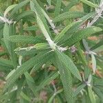 Buddleja loricata Leaf