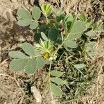 Senna obtusifolia Leaf