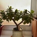 Crassula ovata葉