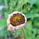 Leucanthemum maximumᱵᱟᱦᱟ