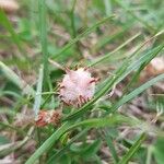 Trifolium fragiferum ഫലം