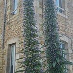 Echium callithyrsum Habit